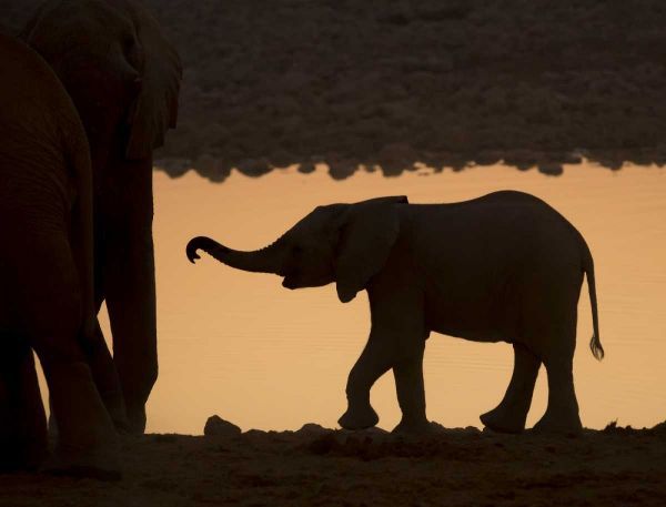 Namibia, Etosha NP Baby elephant at sunset